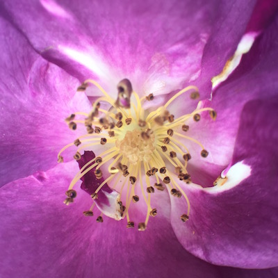 Flower closeup at Parc de Cervantes